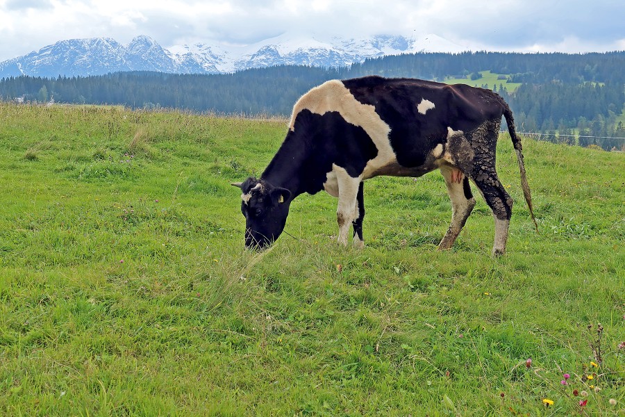 Malá Fatra, Tatry, Chočské vrchy