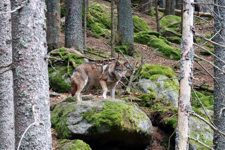 Vlčí výběh u Srní 