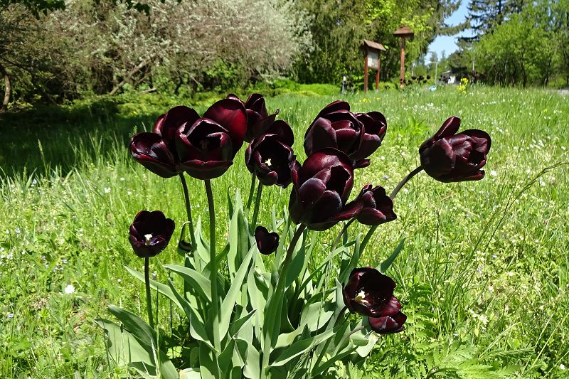 Tulipány nad Loučkou